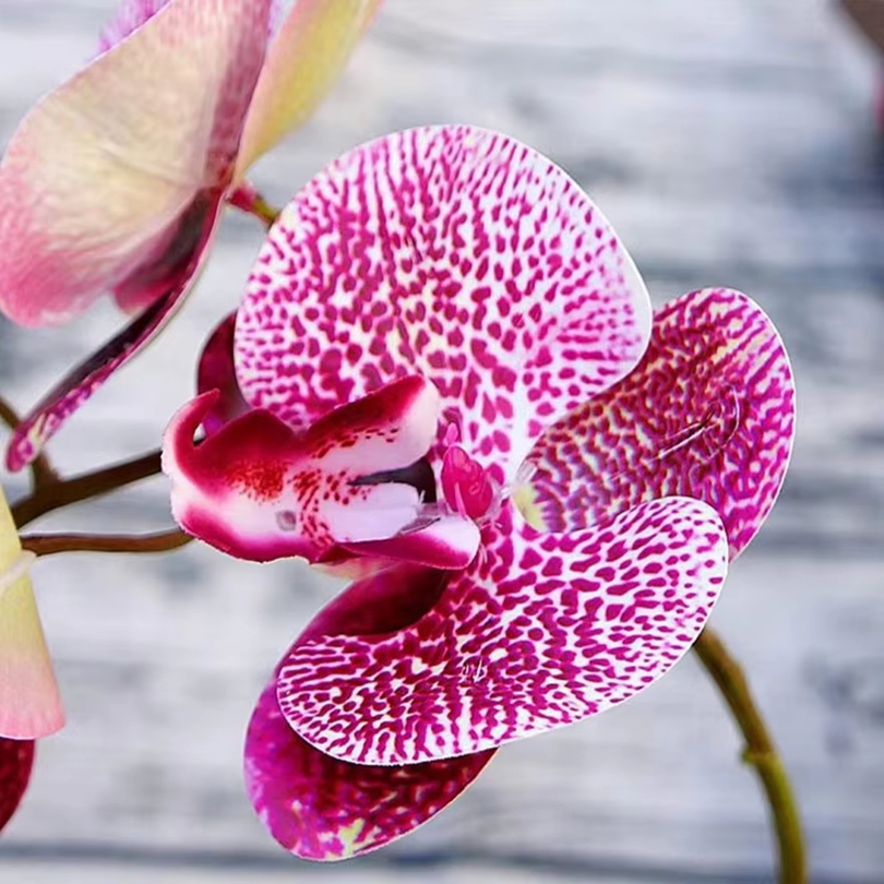 3D 造花プラスチック蝶蘭ホーム花瓶テーブル装飾結婚式屋外ガ - Wedding Arch Flower のレビューと価格